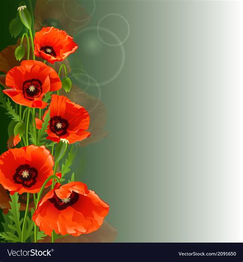 Poppy Background Royalty Free Vector Image Vectorstock