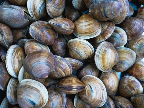 quahog   history   clam