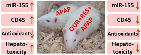 proposed model  apap induced acute liver injury appears protected