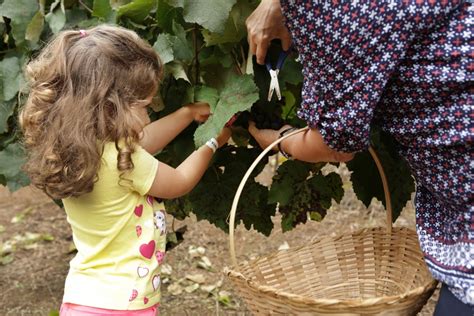 Passeio Em S O Roque Crian As Participam Da Tradicional Pisa De Uva No