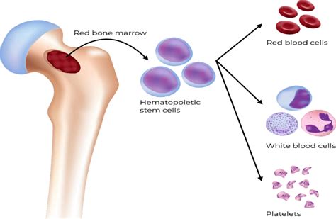 NC DNA Day Science Word Wednesday Hematopoiesis