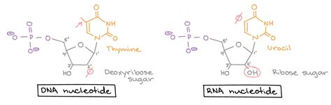 Diagram Rna Nucleotides