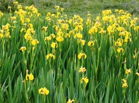 Iris Yellow Flag