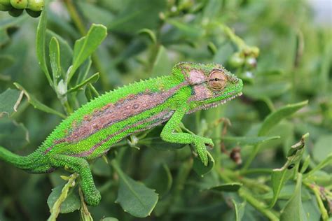 Chameleon Cape Lizard · Free photo on Pixabay