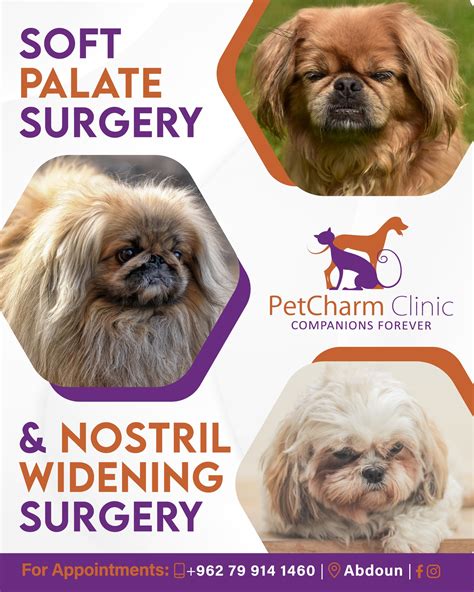 Secret Bulldog Soft Palate Surgery Clinics Offer New Payment Plans Not Clickbait