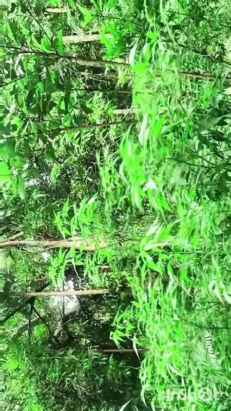 Bengali Boudi Debar Er Sathe Jungle E Giye Sex Korlo Webcam Webcam Porn Xhamster