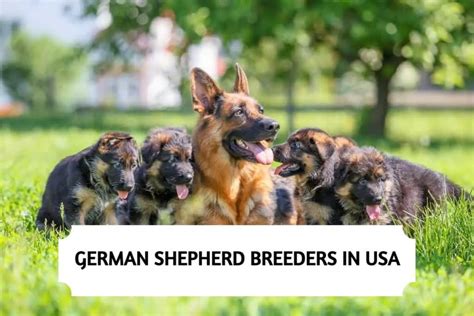 10 Best German Shepherd Breeders in the USA (2025)