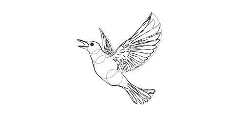 Comment Dessiner Un Oiseau En Vol Blog Dessindigo