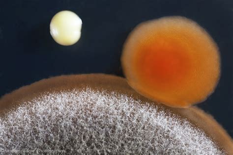 Mold And Bacteria A Closeup Of A Mild And Bacterial Colony Flickr