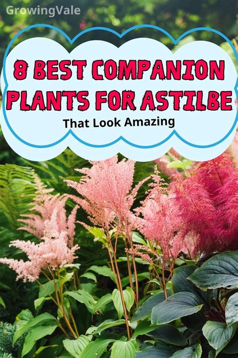 8 Best Companion Plants For Astilbe That Look Amazing In 2024