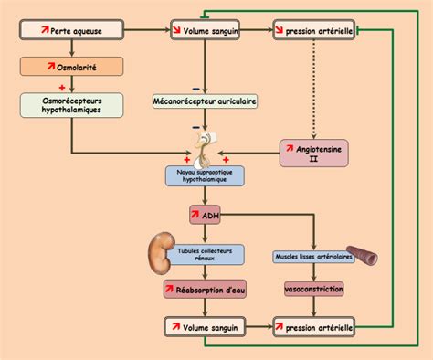 Physiologie des systèmes intégrés les principes et fonctions L ADH