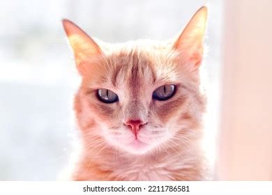 Chatte Blonde R Sultats Mille Dimages Libres De Droits De Photos De Stock Et D