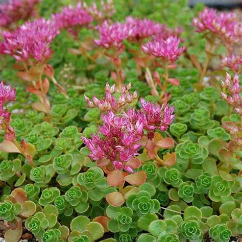 Stonecrop Ground Cover | Stonecrop Sedum Ground Cover Xeriscape ...