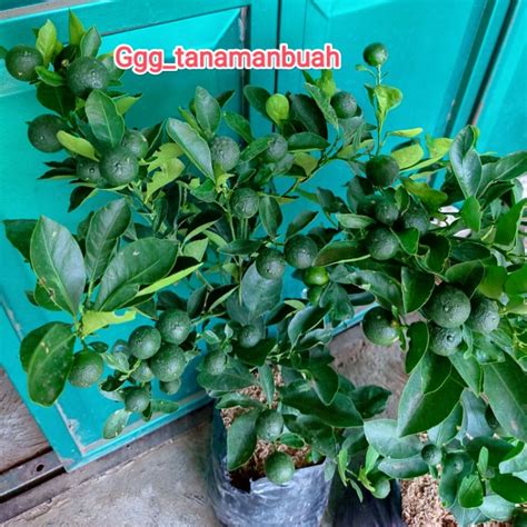 Jual Bibit Jeruk Santang Madu Berbuah Besar Super Shopee Indonesia