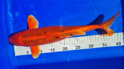 16 Aka Matsuba - EcoSystem Koi