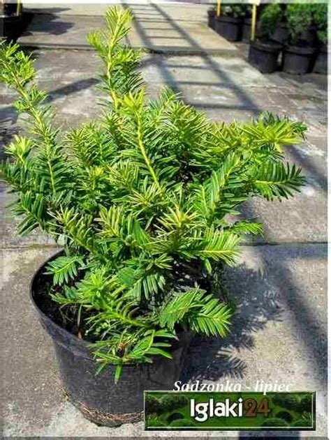 Taxus Baccata Summergold Cis Pospolity Summergold FOTO Internetowy