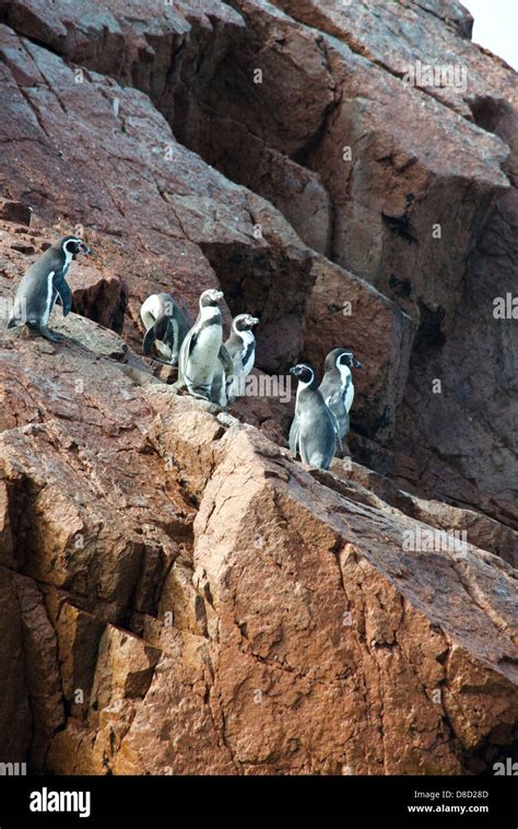 La Reserva Nacional De Paracasel Pingüino De Humboldt Spheniscus