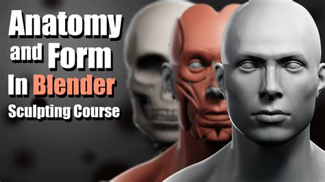 Anatomy And Form In Blender Sculpting Course Youtube