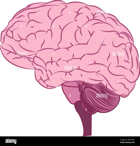 Human Brain Vector Stock Vector Image And Art Alamy