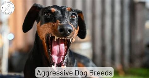 aggressive dog breeds