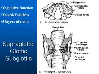 PPT Advances In Supraglottic Airway PowerPoint Presentation ID 191584