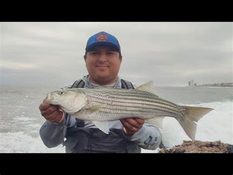 Pesca De Striped Bass En Rosarito Youtube