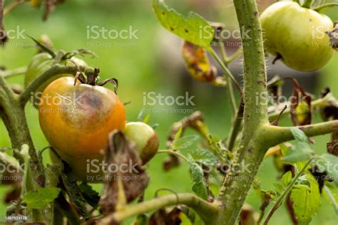 Tomato Fungal Disease Phytophthora Stock Photo Download Image Now