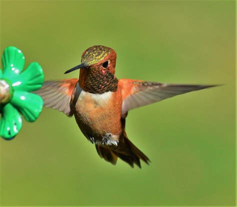 Female Rufous Hummingbird Free Photo On Pixabay Pixabay