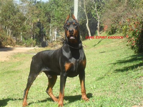 Preço De Um Doberman