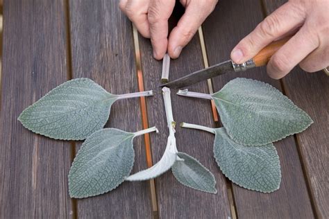 Six Propagation Mistakes To Avoid Bbc Gardeners World Magazine