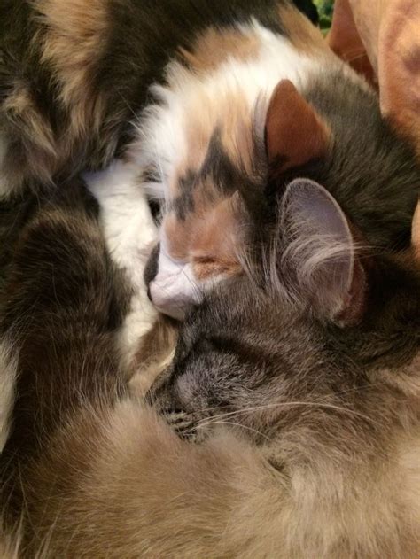 Two Cats Cuddling Together