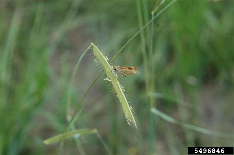 Toothache Grass Ctenium Aromaticum