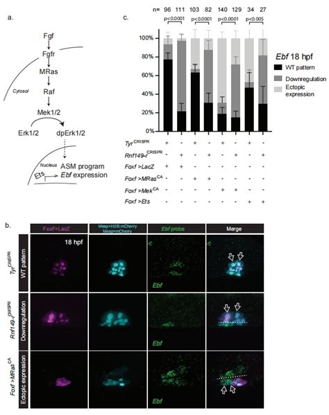 Rnf R Acts In Parallel To The Fgf Mapk Pathway A Schematic