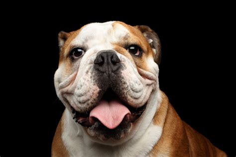 Smiling English Bulldog