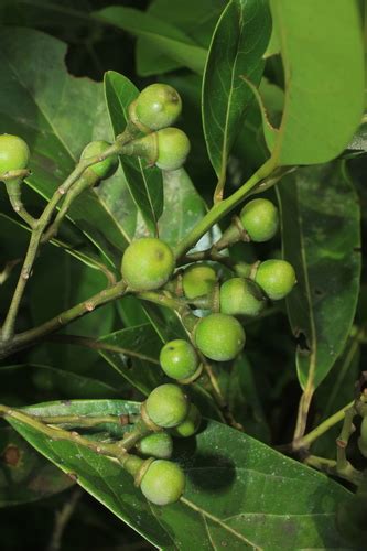 Ocotea Floribunda INaturalist Canada