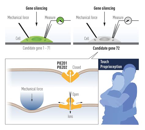 The Nobel Prize in Physiology or Medicine 2021- David Julius & Ardem ...