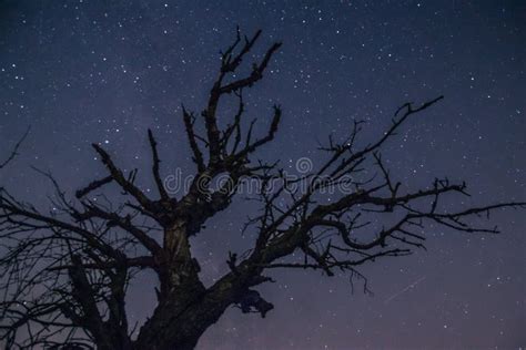Closeup Shot Of A Naked Tree In The Field Under The Starry Night Sky Stock Photo Image Of