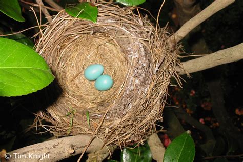 American Robin Nests And Eggs Naturemapping