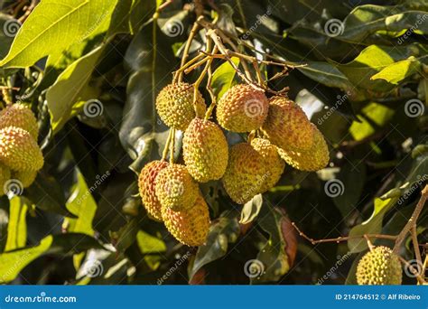 Unripe Green Lychee Hanging From A Lychee Tree Stock Photo Image Of