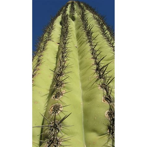 Spiky Arizona Thorns Saguaro Cactus Cacti 12 Inch By 18 Inch Laminated Poster With Bright Colors