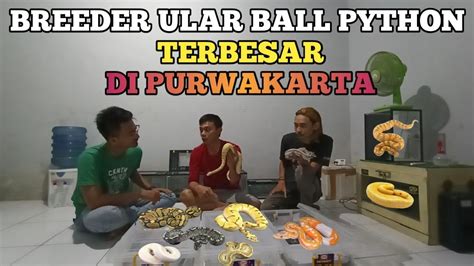 Breeder Ular Ball Python Terbesar Di Purwakarta Youtube