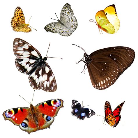 Butterfly Isolated 1 Free Stock Photo Public Domain Pictures