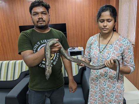 New Eel Discovered In Odisha After Researcher Mistakes It For Another