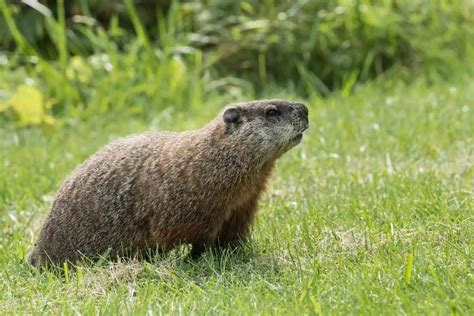 Do Groundhogs Come Out In The Rain Groundhog Behavior