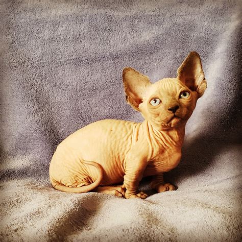 for sale sphynx cats 10