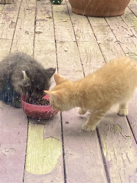 The chosen ones (featured: some feral cats in my yard) : r/WarriorCats