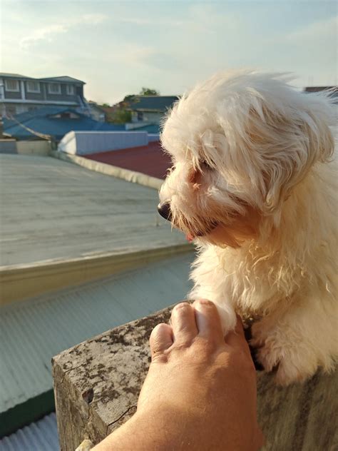 Coton De Tulear - Pet Finder Philippines - Buy and Sell Pets Online