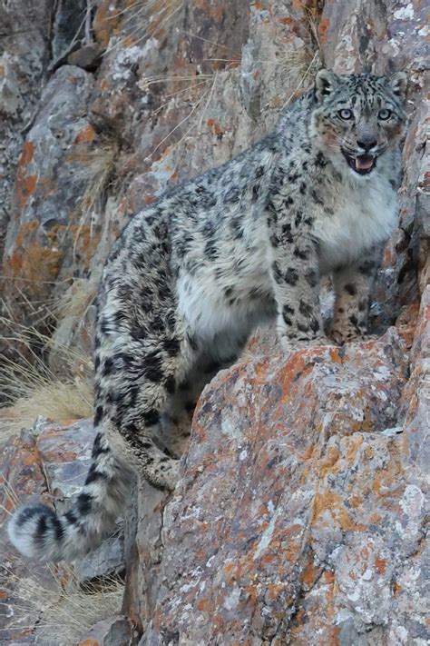 March Mammal Madness 2024 3