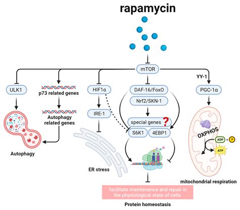 Rapamycin And The Aging Related Mtor Signal Pathway This Figure Shows