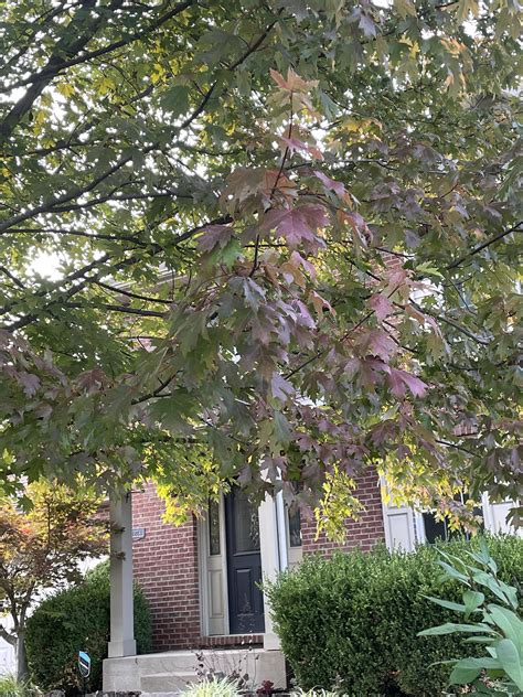 Is this iron chlorosis? : r/plantclinic